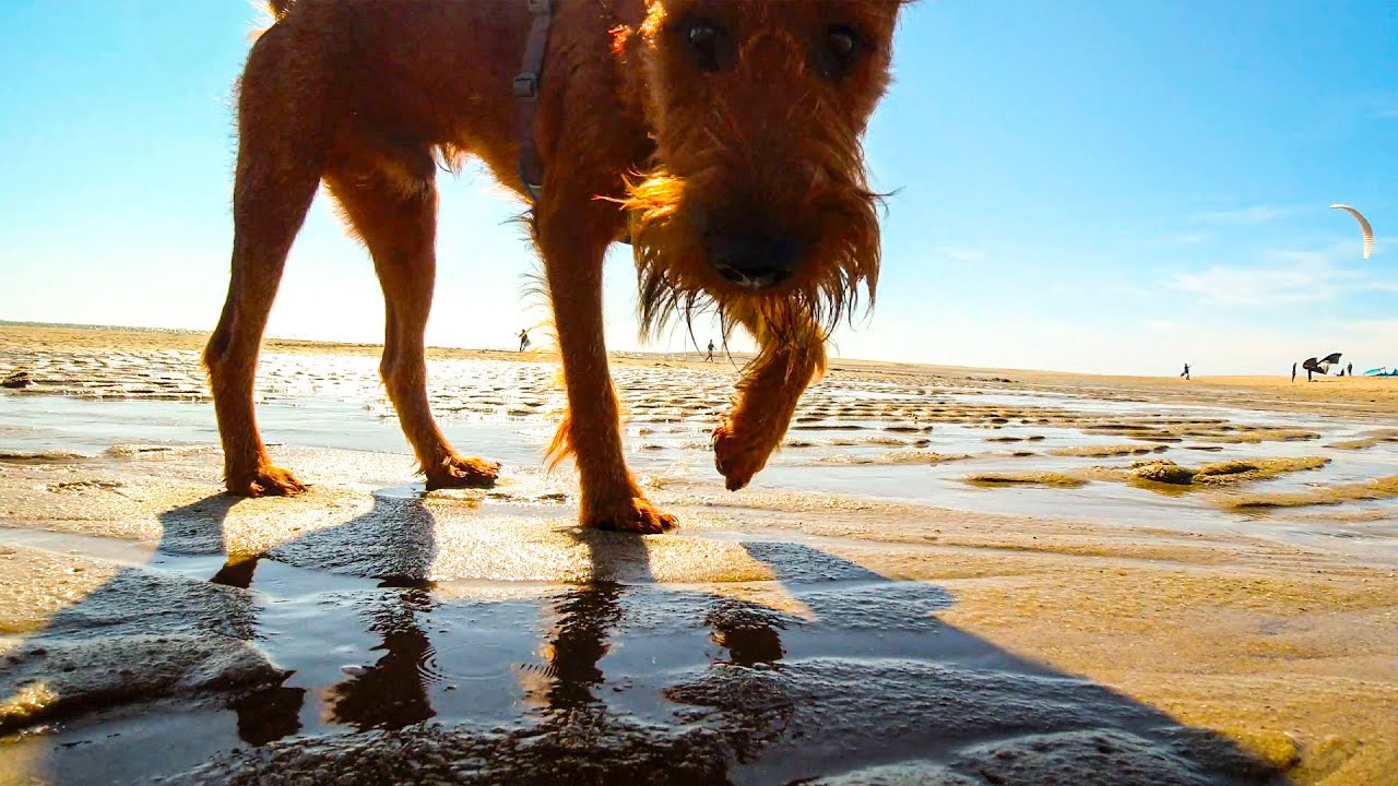 A day at the beach with Murphy the Irish Terrier