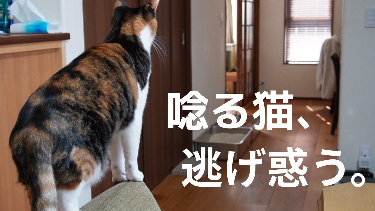 唸る猫、逃げ惑う。