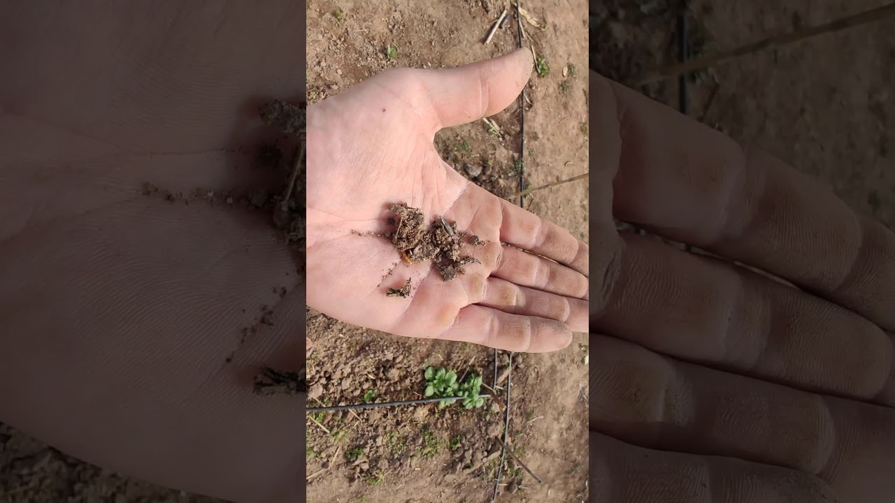 GUSANO DE ALAMBRE (Agriotes sp.)