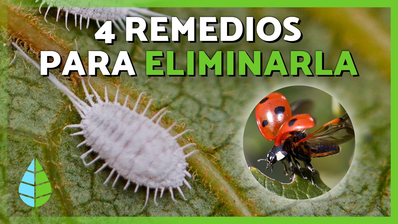 Cómo ELIMINAR la COCHINILLA ALGODONOSA 🐛❌ | 4 Remedios Caseros para la Cochinilla Algodonosa