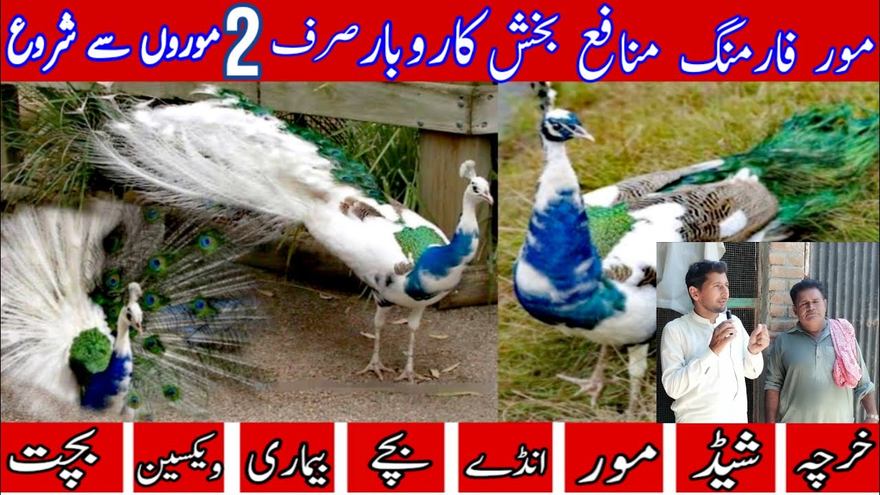 Peacock Farming in Pakistan/ Peacock Farm/Mor Farming in Pakistan/Farming ideas urdu/Karobari Slaa