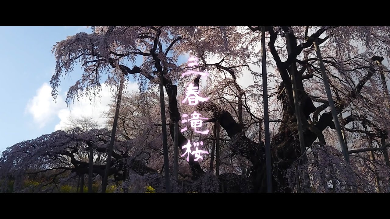 三春滝桜を撮影してきた(4K)