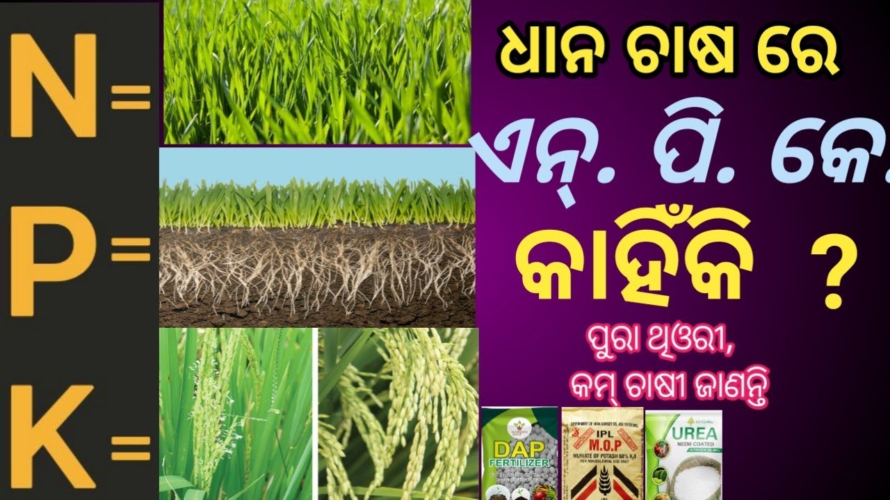 ଧାନ ଚାଷ ରେ NPK କାହିଁକି// ଧାନ ର ସାର ଥିଓରୀ// କେଉଁ ଏନ୍ ପି କେ ଧାନ ପାଇଁ ଵେଷ୍ଟ// npk fortilizer detail 