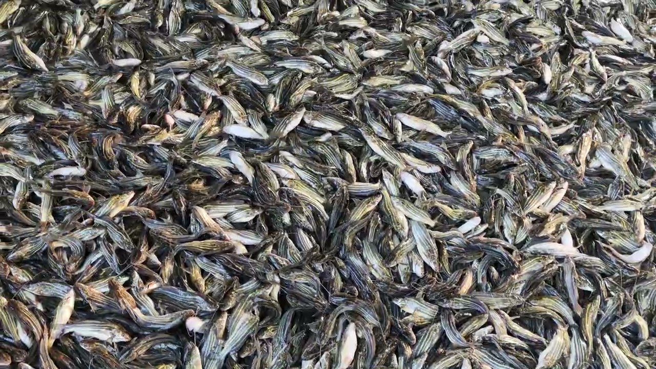 দেশি টেংরা ৬৫০ টাকা কেজি 