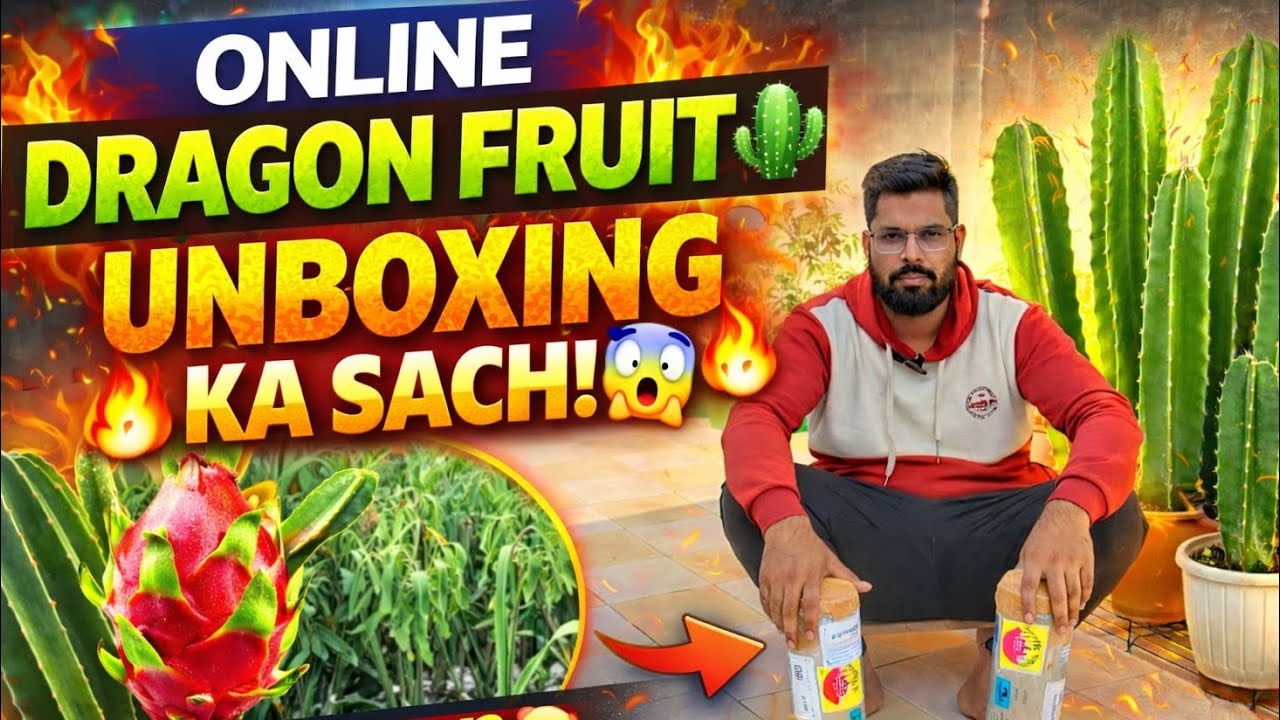 Online Dragon Fruit Plants ki Unboxing ka Sach 😱@PrajnikaPitayaDragonFruitFarm @MRK_Green_Garden 