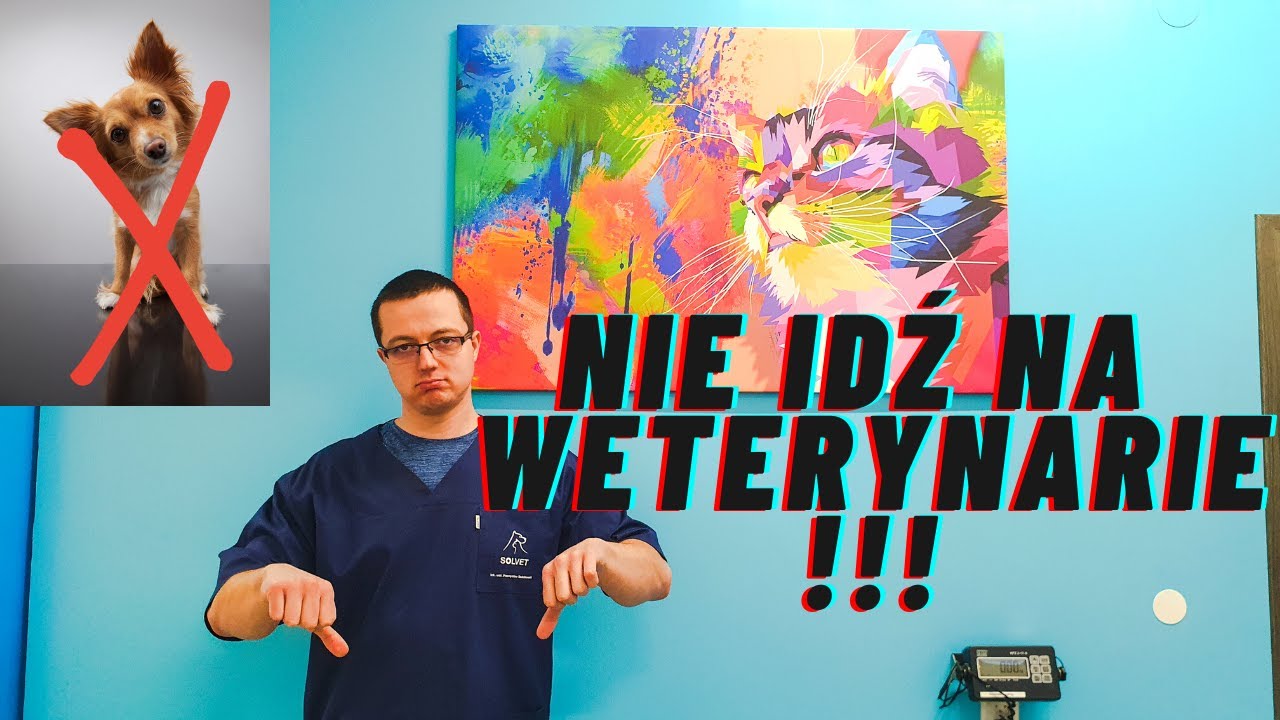 DLACZEGO NIE WARTO BYĆ LEKARZEM WETERYNARII