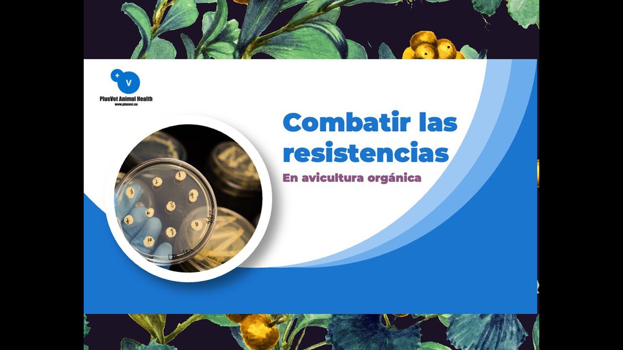 Combatir las resistencias en avicultura orgánica