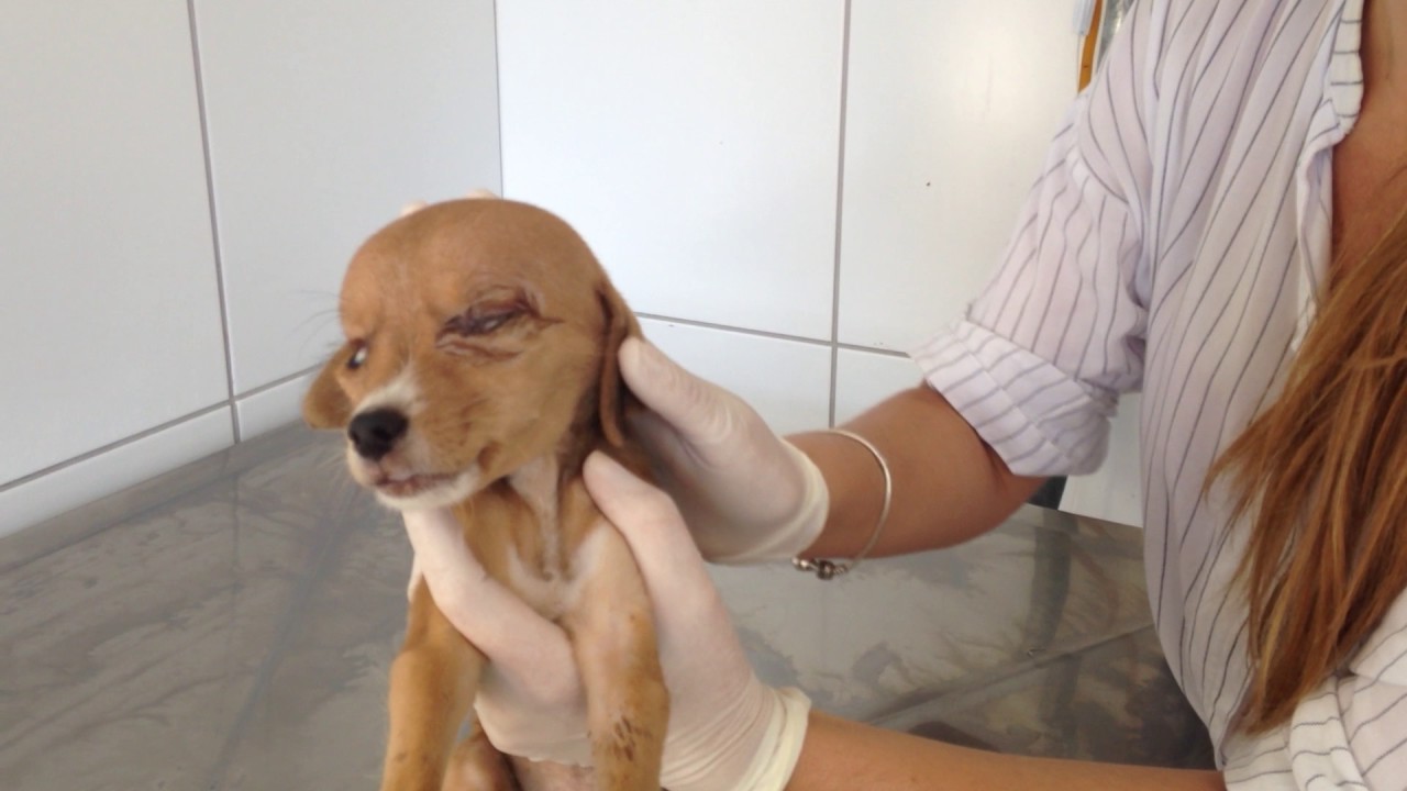 cachorro com deformidade genética