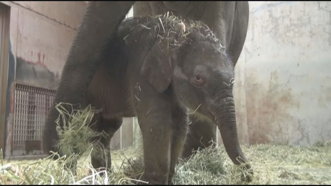 【ドキュメンタリー】アジアゾウの誕生～東山動植物園～