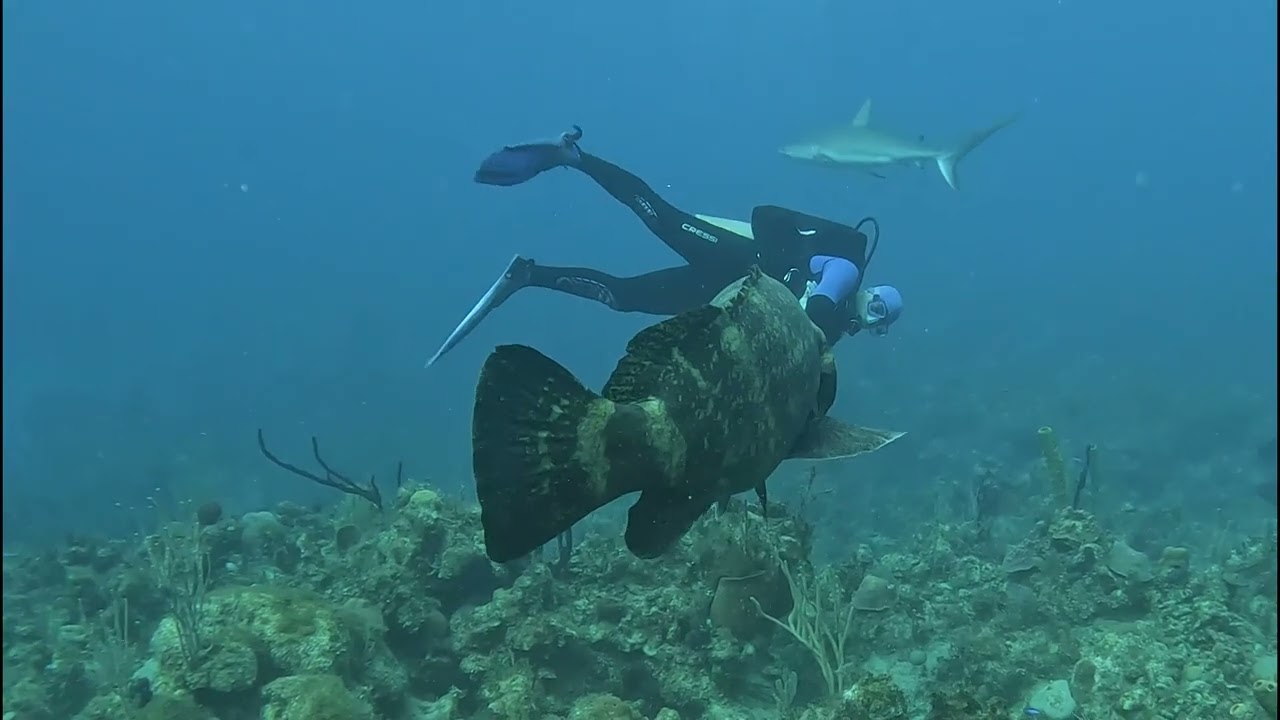 Diving Cuba's Jardines de la Reina 2026