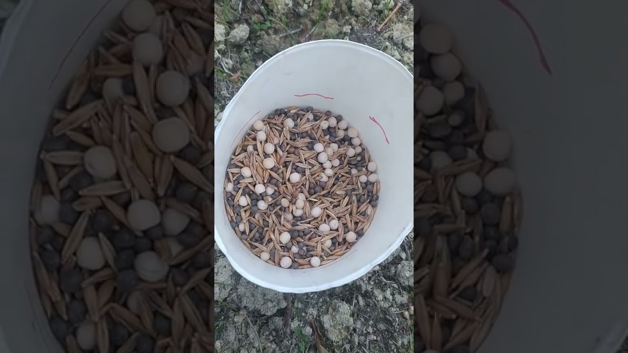 Semina manuale sovescio in vigneto