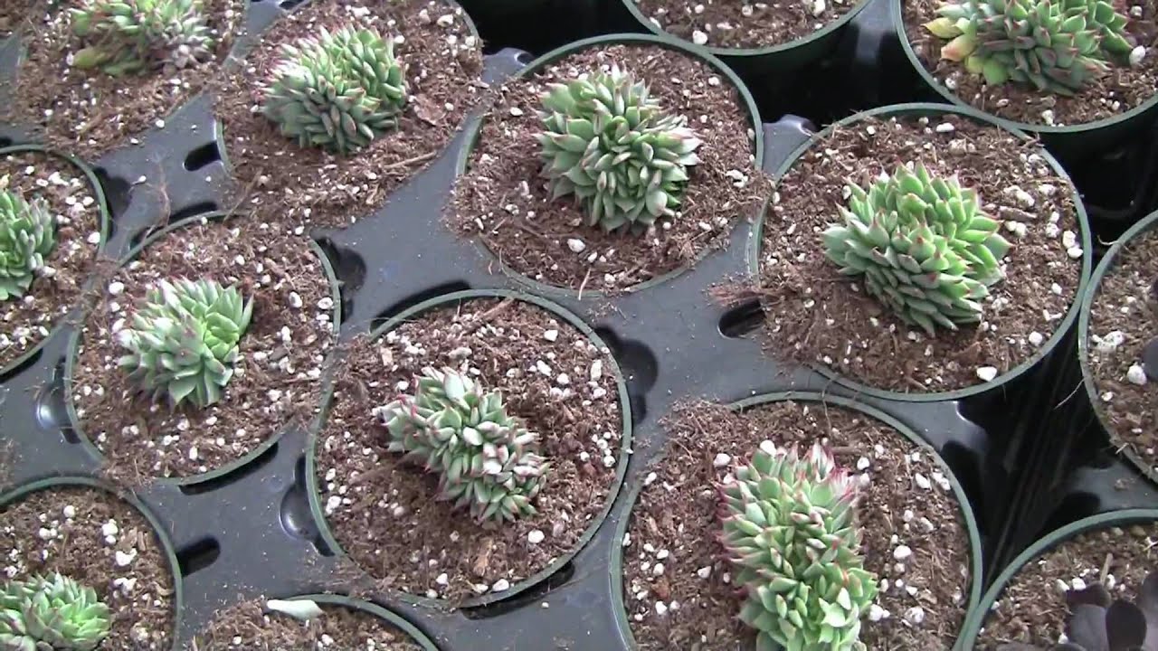Gardening Rhythms: Vertical Garden /Succulents Part 1
