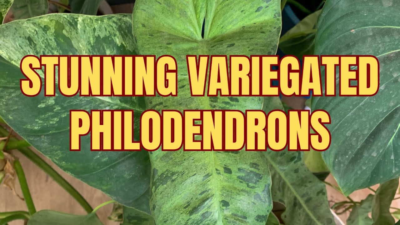 Variegated Philodendrons I Grow | Paraiso Verde, Florida Beauty & More | Care Tips for Beginners