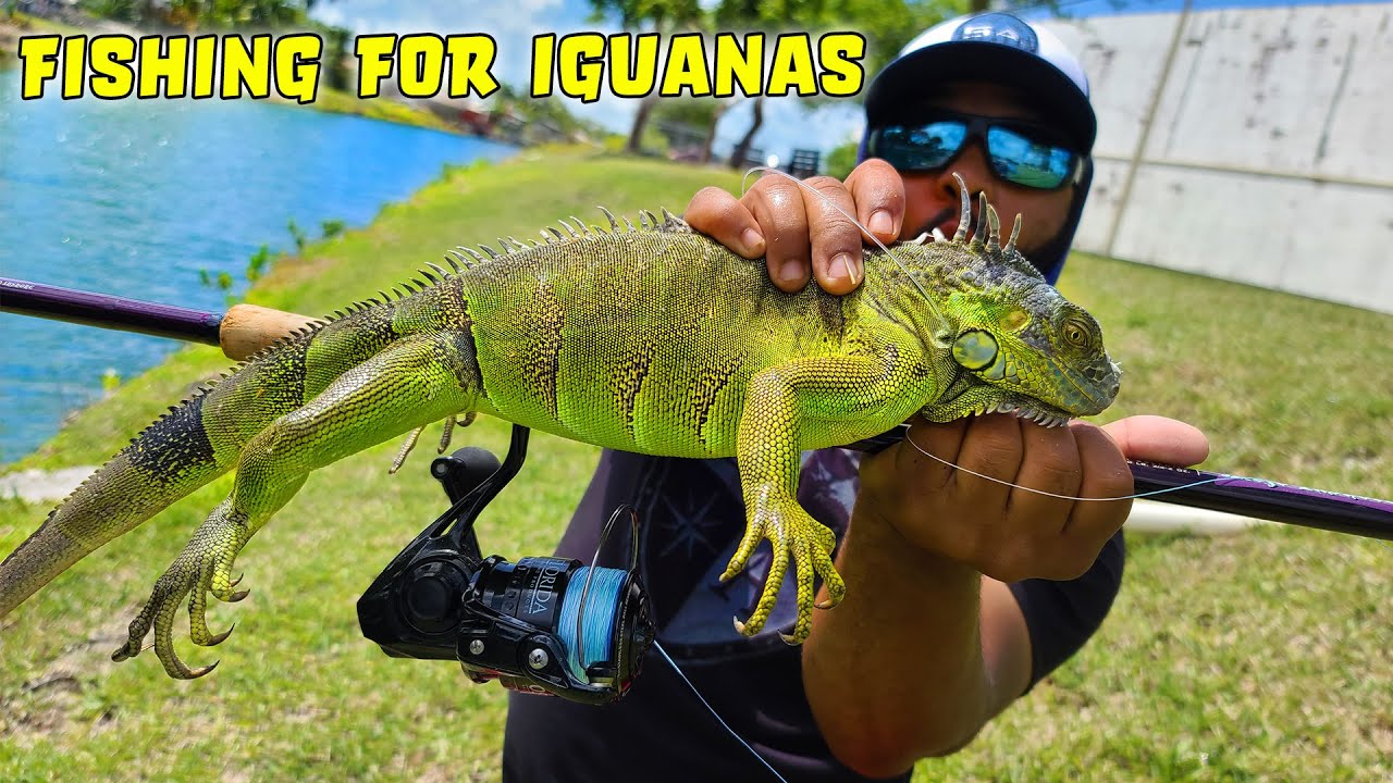 Catching Invasive IGUANAS with a Fishing Rod!