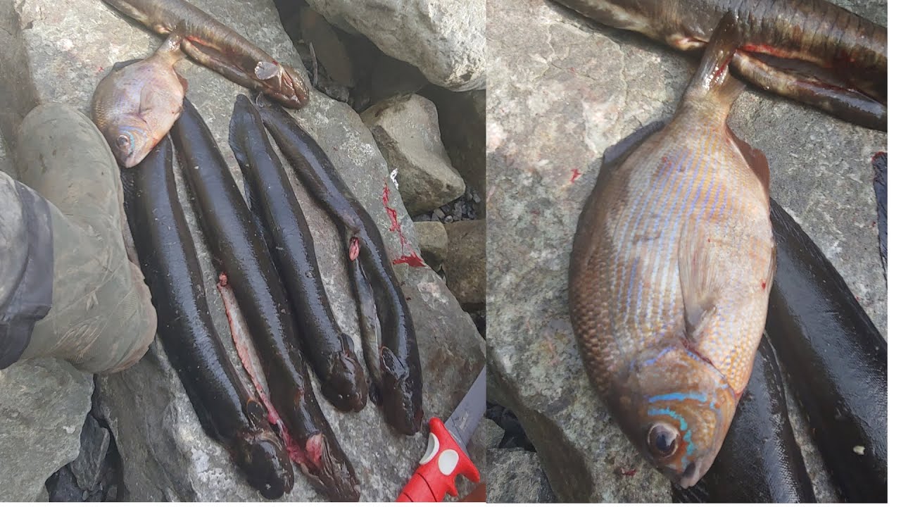 Fishing & Poke Poling for Eel, Perch & Rockfish from shore in Muir Beach, CA