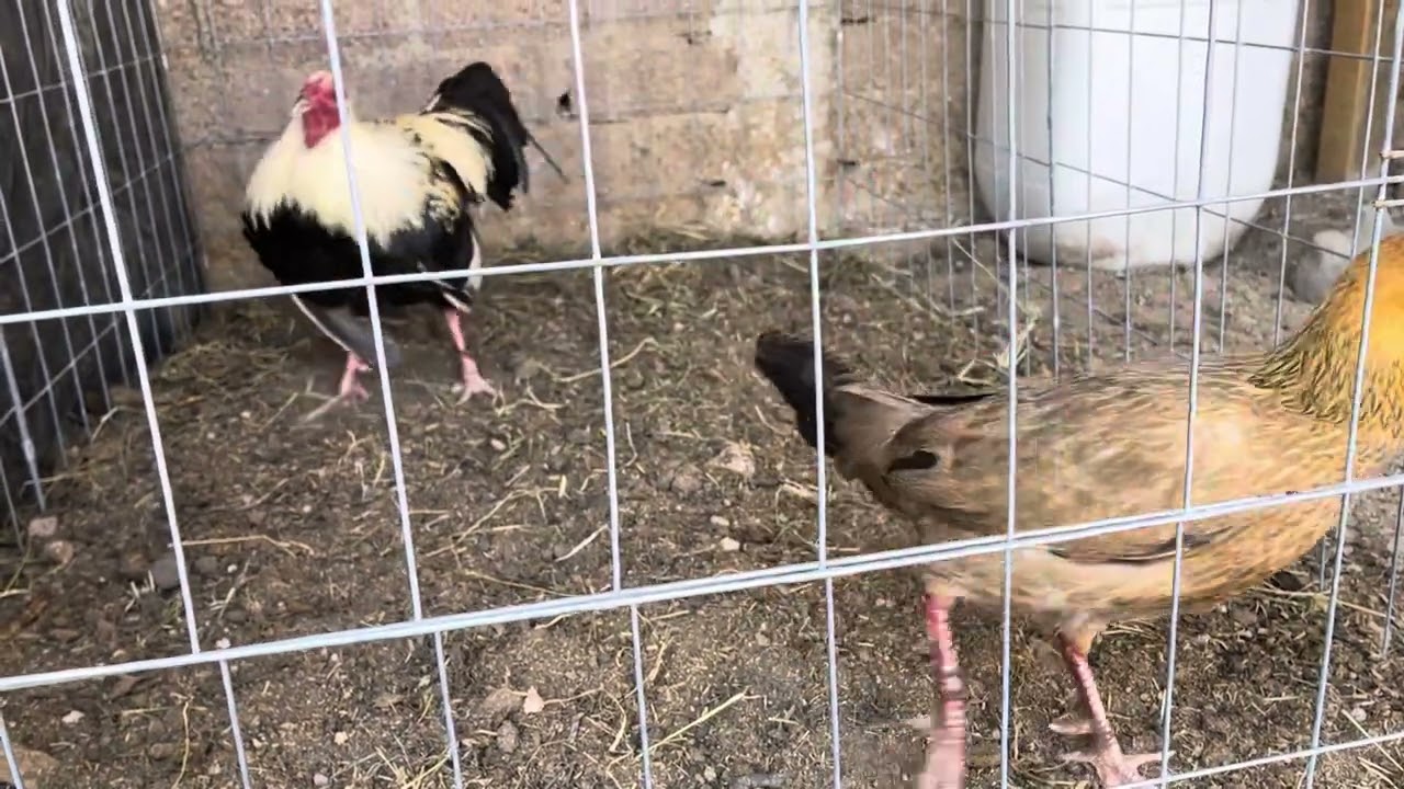 Giro joe goode y gallina kelso 