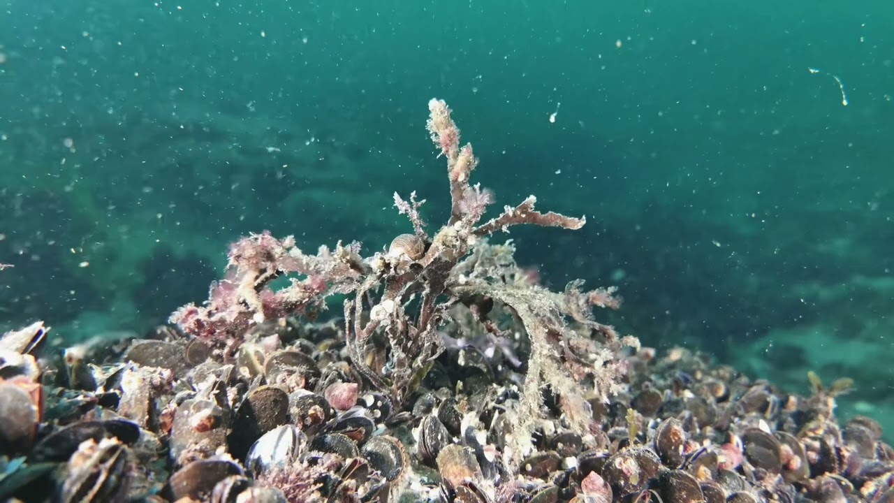Unterwasser vor Börgerende / Doku