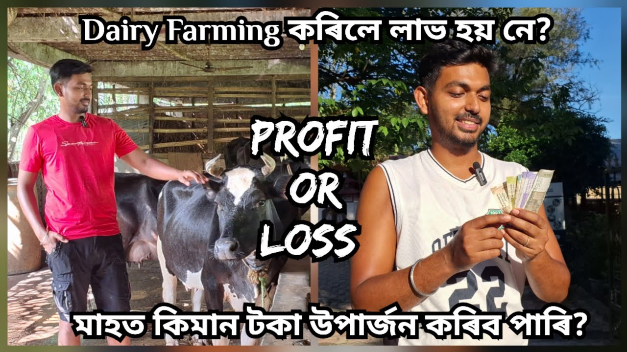 Dairy Farming Profit or Loss | ডেইৰী ফাৰ্মিং কৰিলে কিমান লাভ হয়? | Dairy Farming, Goat Farming |