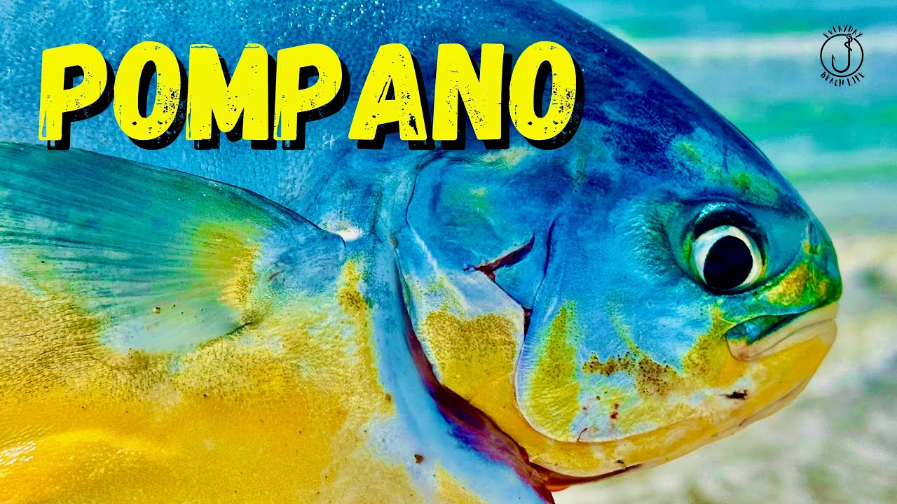 Texas Pompano Are Back! Surf Fishing 101