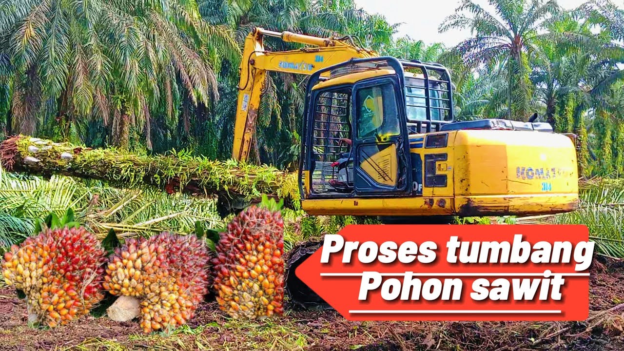BEGINI PROSES PENUMBANGAN POHON SAWIT 😱 Full live !! 