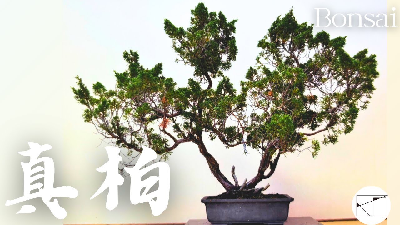 【真柏】自然らしさを求めて作ってみました。（Shimpaku）Chinese Junuiper