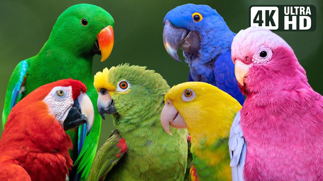 MOST COLORFUL PARROTS ON EARTH | AMAZING BIRDS | RELAXING SOUNDS | STUNNING NATURE | STRESS RELIEF
