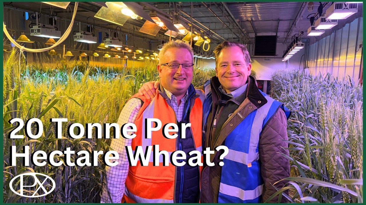 How New Wheat Varieties Are Created, Inside RAGT’s Plant Breeding Programme