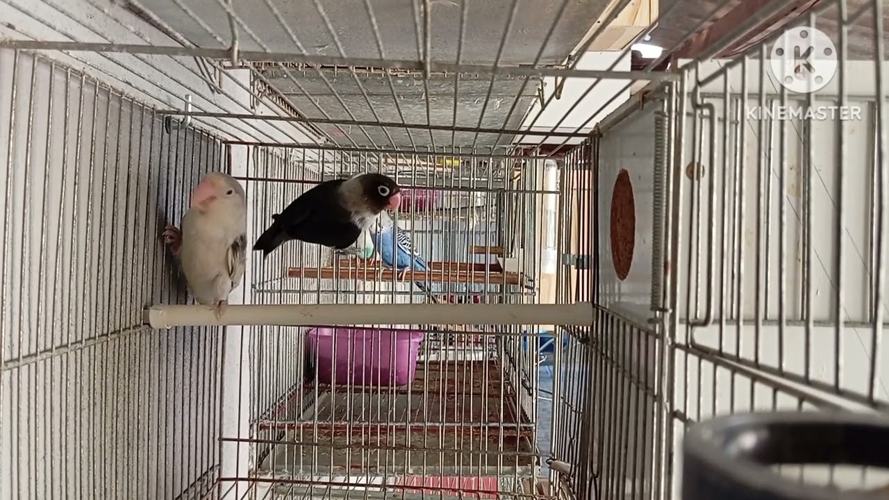 Novidades na criação