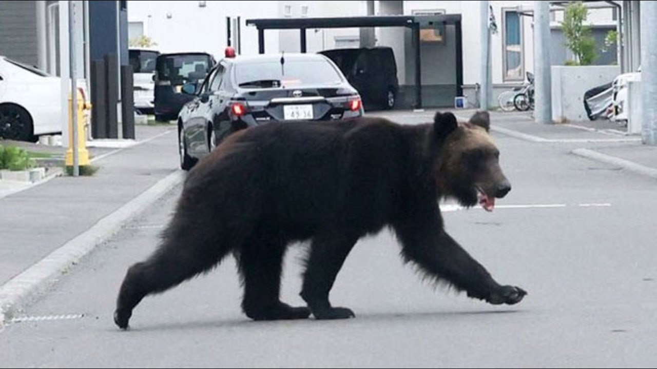 【速報】住宅街でクマに襲われ４人けが　札幌・東区　猟友会が駆除