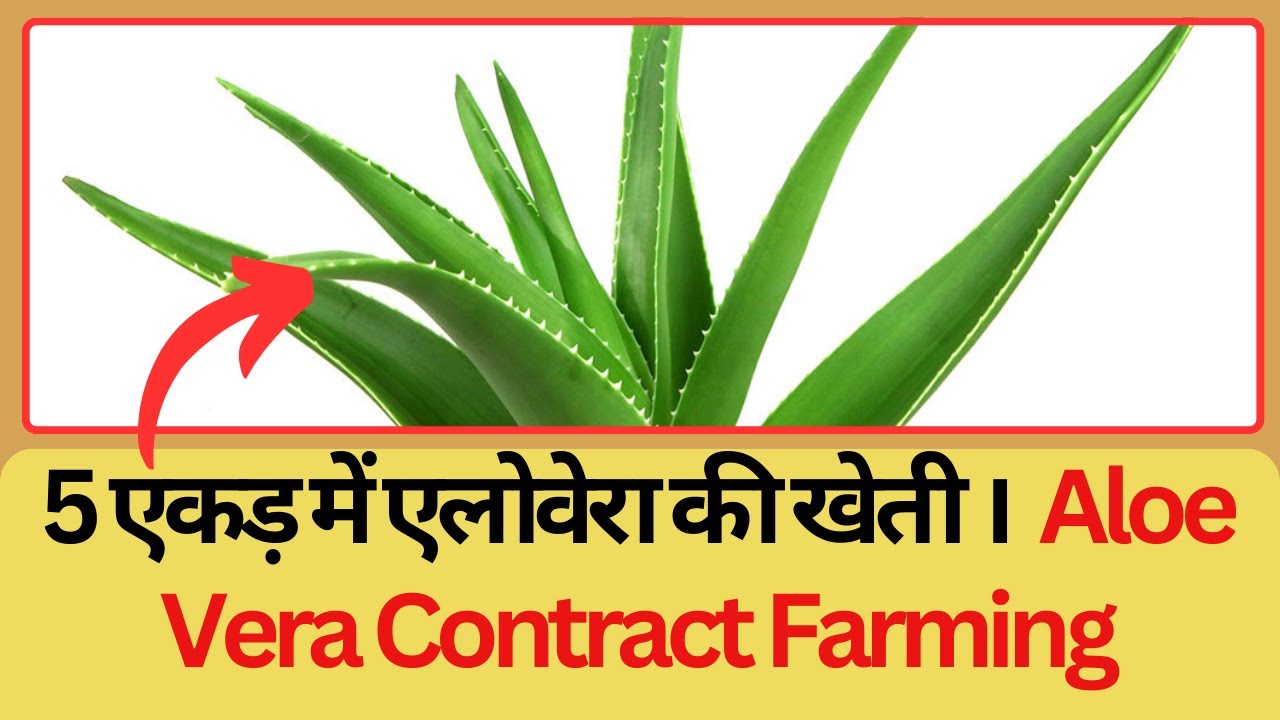 Aloe Vera Cultivation | Farmer Feedback | Contract Farming With Amritanjali Ayurved