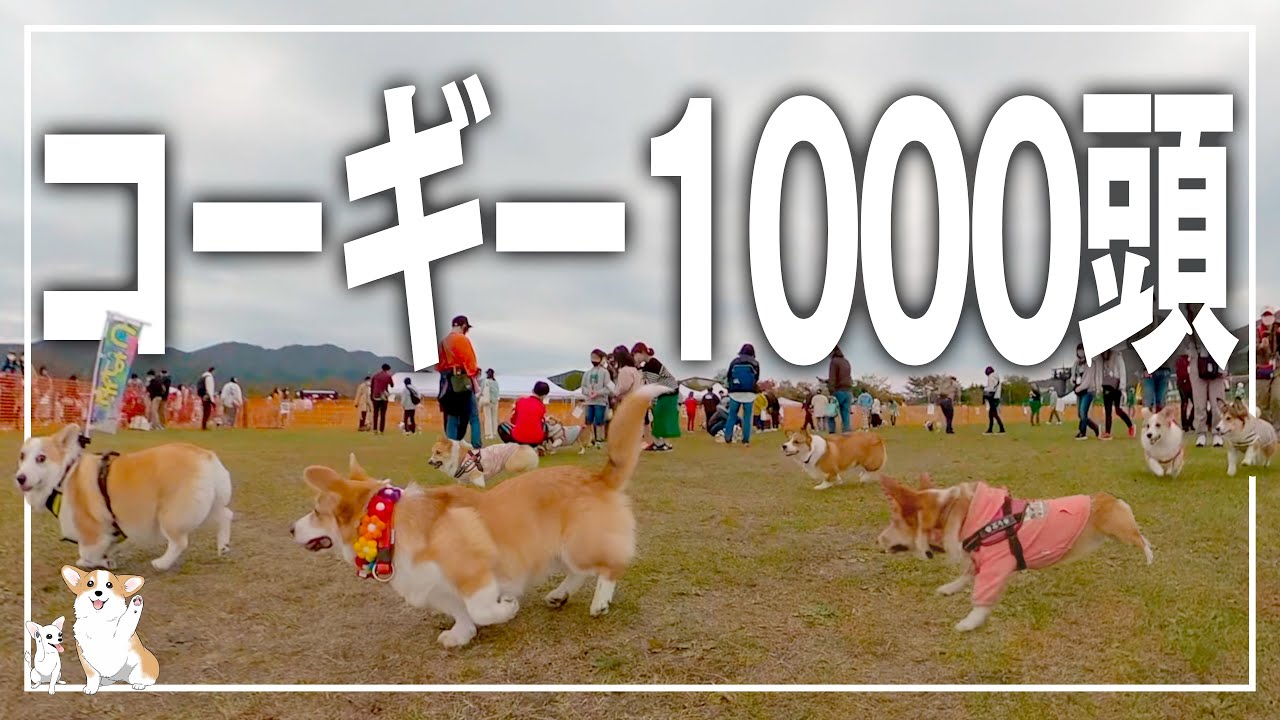 【秋のパン祭り】コーギーが1000頭集まるとドッグランは体当たり祭り！体当たりされすぎて飼い主を見失うコーギー【コーギーフェスティバル2022】