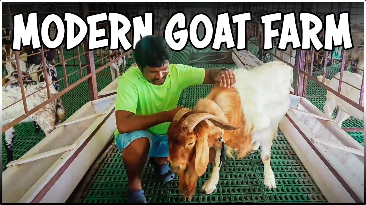 Modern High-tech Goat Shed | KPN Roofing Shed