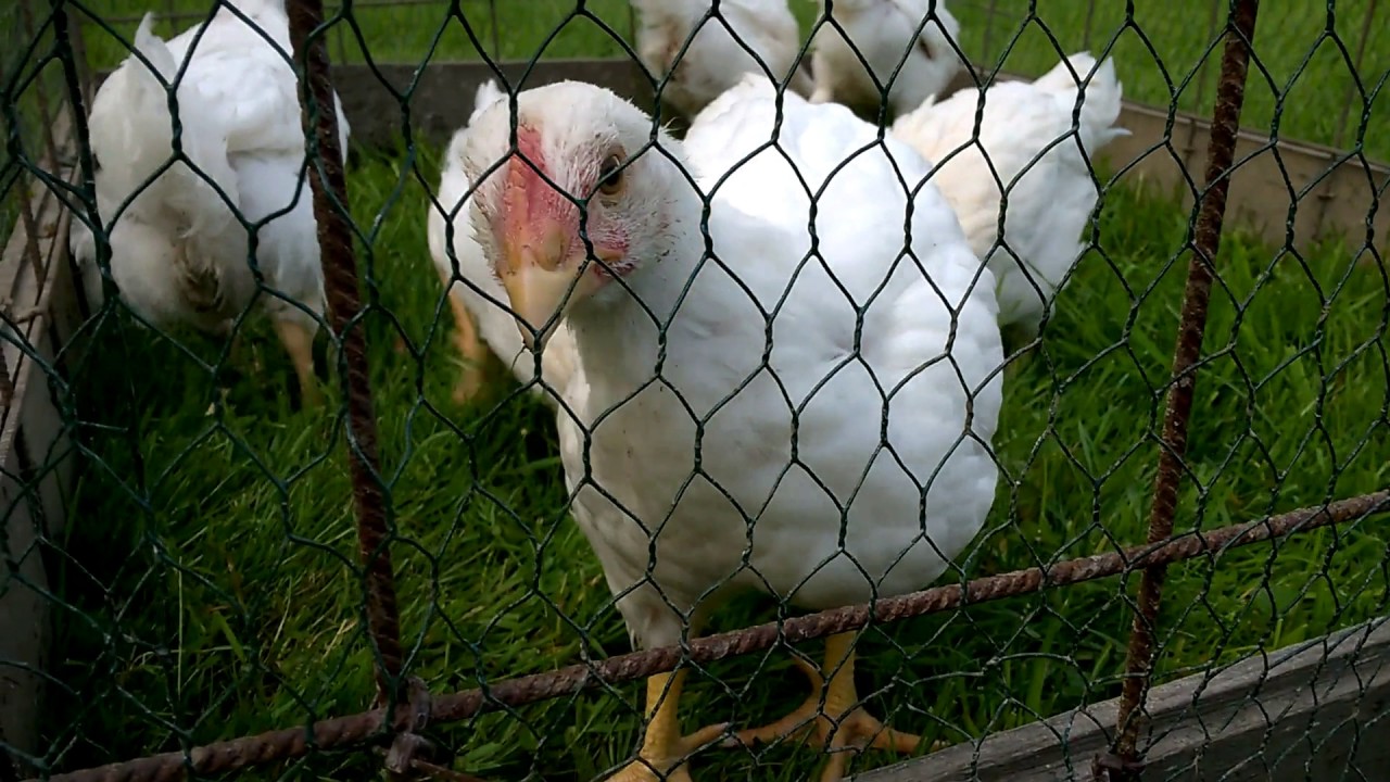 Farm update #2 June part 1