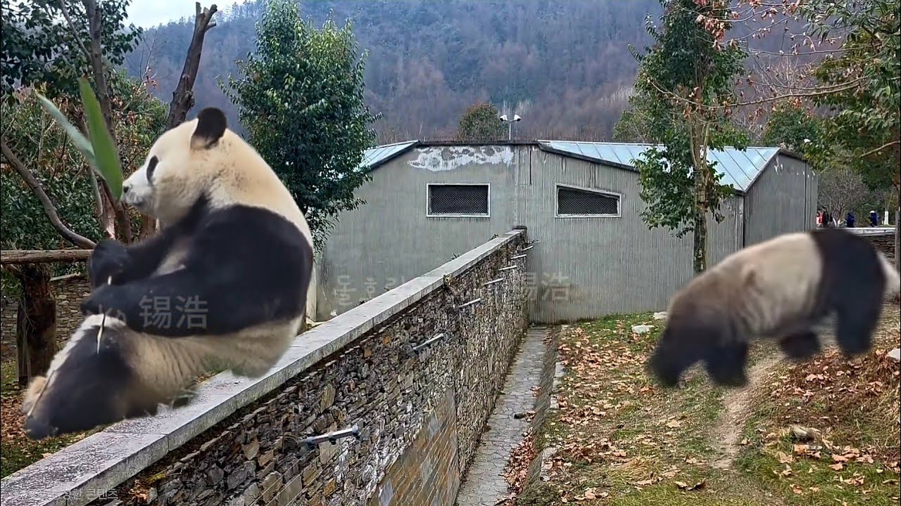 요우요우 삼툔이랑 오늘은 교감 했니? | 2월 17일 오전 제1편(푸바오 실시간) Panda Fubao