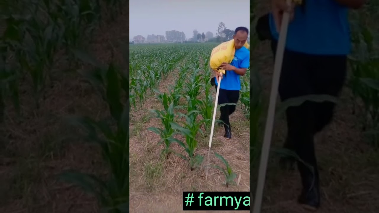 Smart Farmer Fertilizing The Cornfields 😎 #satisfying #short