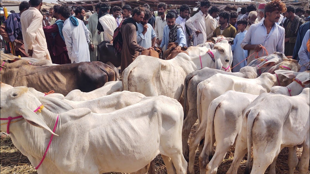 On Thursday Bakra Mandi #thatta#viral#videos#shorts#clips#vlogs#animals#Janwar#Goats#Bulls#cow