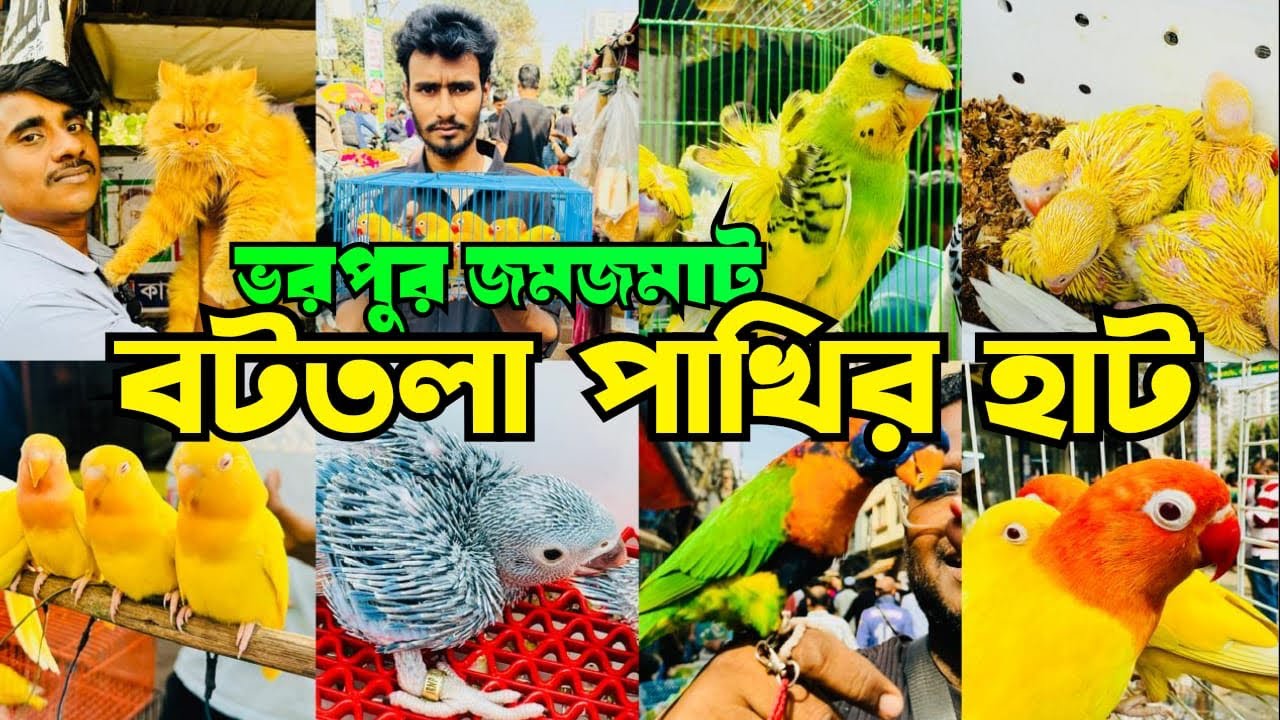 ভরপুর জমজমাট বটতলা পাখির হাট। Bottola Pakhir Hat। Mirpur 13 Pakhir Hat