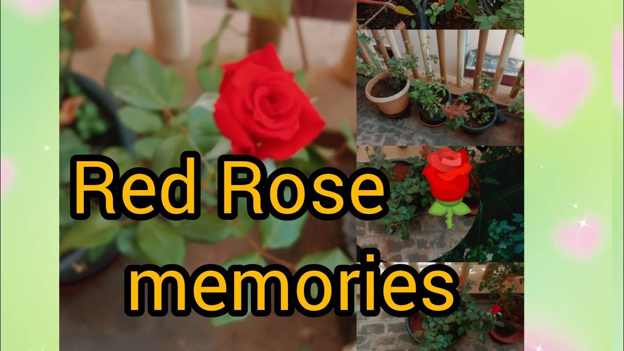 Red colour rose 🌹 marakka mudiya memories Kutty story video #Dhivya shanmugam #channel cuddalore