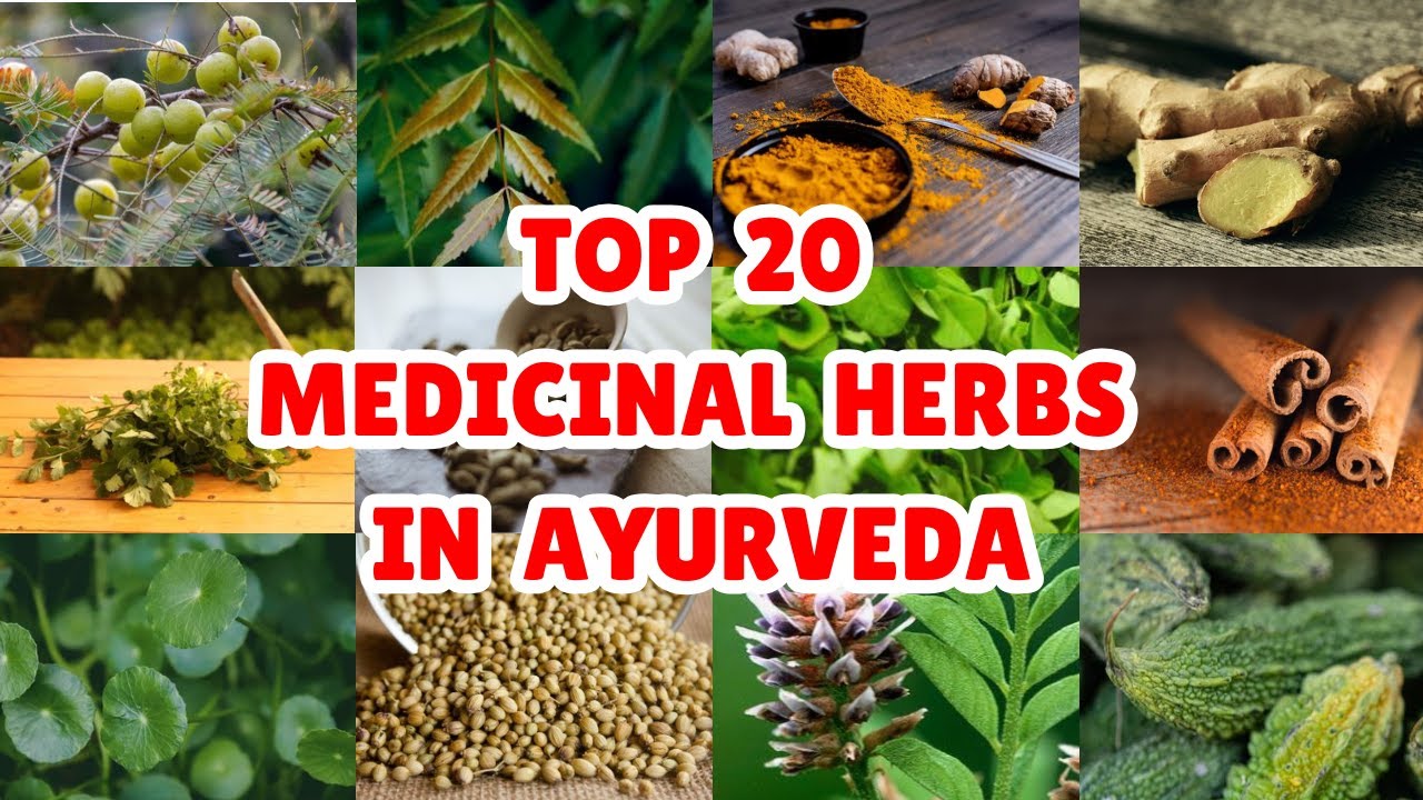 20 Best Medicinal Plants and Their Uses in Ayurveda