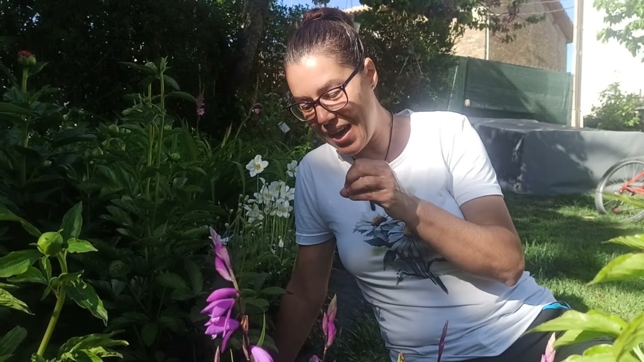 bletilla striata (orquidea de jardin)
