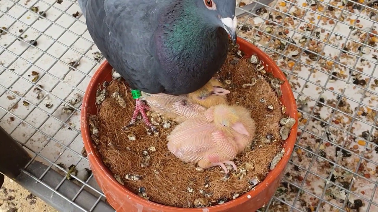 Black x White Pigeon Colour reveal!
