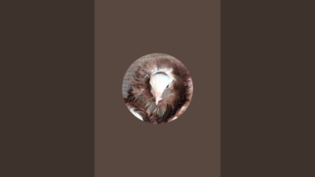 Gohil P fancy Birds  is live