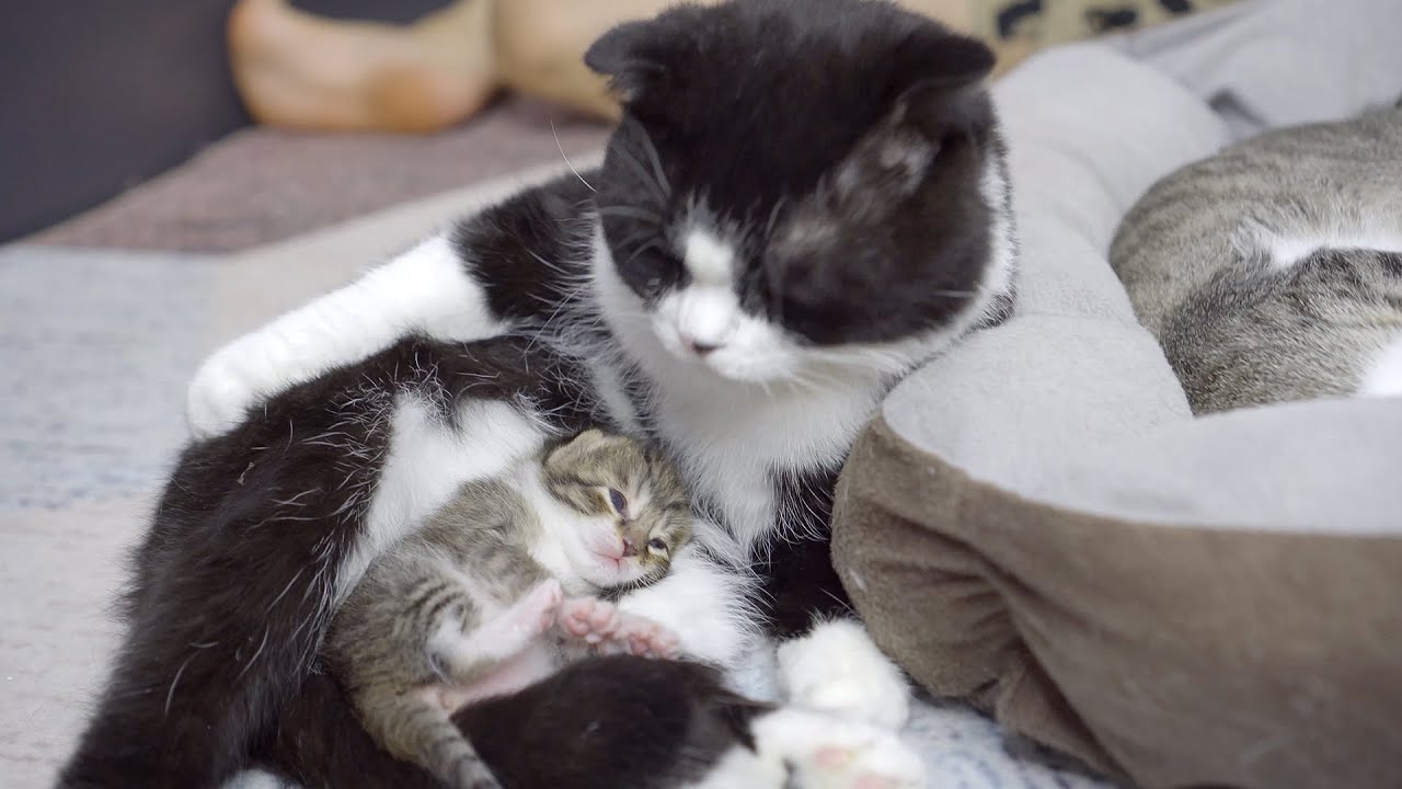 自分の子供を虐めようとする猫にマジでキレる父猫・必死で子供を守る父猫