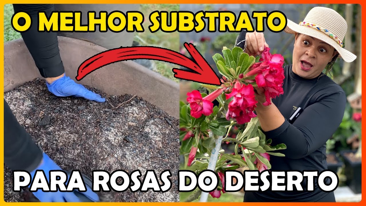 O MELHOR SUBSTRATO PARA ROSAS DO DESERTO E CACTOS