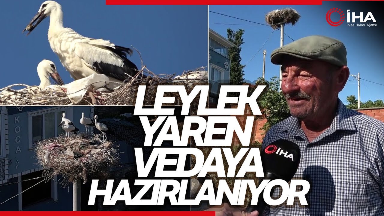 Adem Amcayı Hüzün Sardı, Leylek Yaren’e Veda Yaklaşıyor
