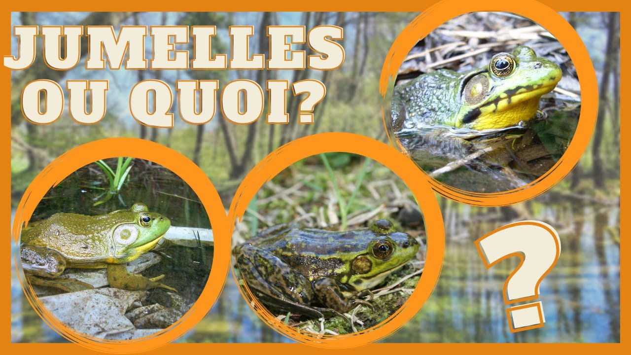 Grenouille verte, du Nord ou ouaouaron? Sachez les reconnaître