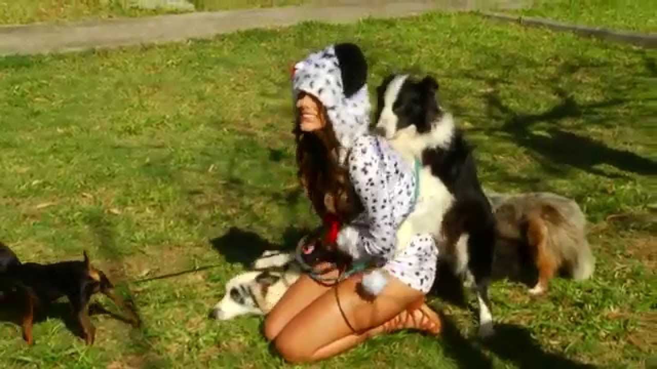 melhores trolagens de animais 2019 trolagens tente n&atilde;o rir