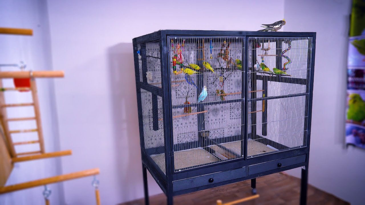 EASIEST DIY Bird Cage - Easy Project Homemade