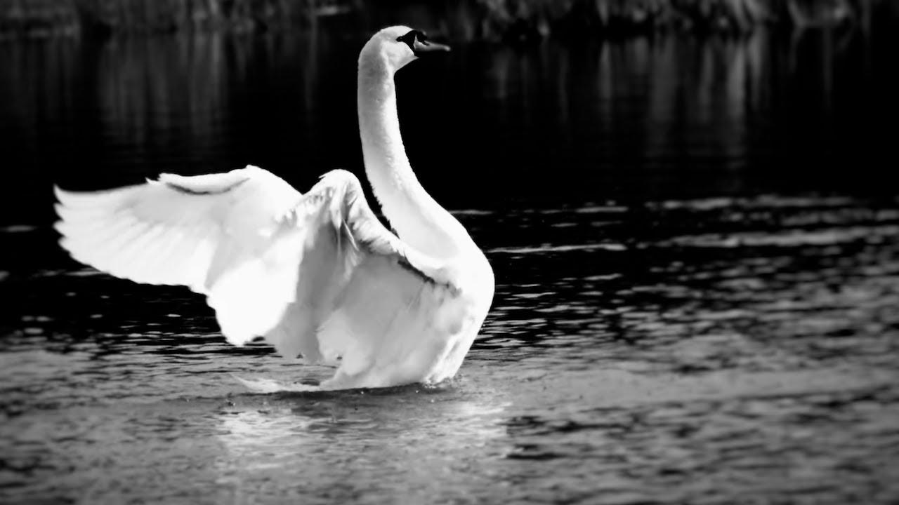 The Dance of the Swans | A Silent Nature Film (Original Score)