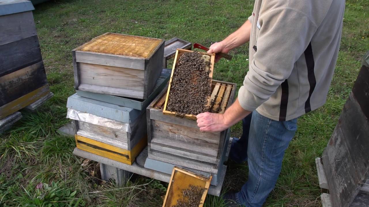 Blick ins Bienenvolk - 15.10.2016